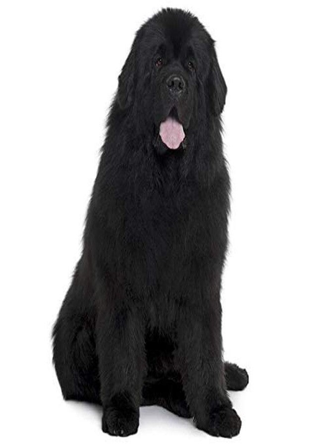 Pups&Pets Combo 1 inch Dog Adjustable Chest Belt Padded Body Harness with Leash for All Breed Dogs and Puppies (Red) - Large - Image 2